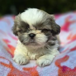 Blue and White Female - Blue and white female Shih Tzu puppy in Oakville, Washington from Garrard Creek Shih Tzus