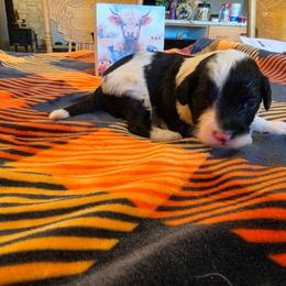 Boy 1 - Black and white male Portuguese Water Dog puppy in Indianola, Utah from Mlee puppies