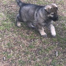 German Shepherd Puppies from Alte Schule Shepherds