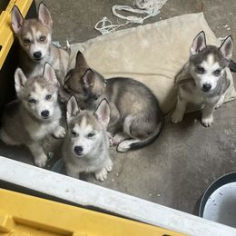 Siberian Huskies from Rice Breeders