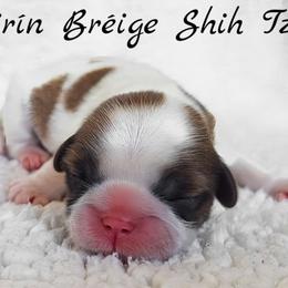 AKC Red & White Parti Male - Red and white male Shih Tzu puppy in Las Vegas, Nevada from Beirin Breige Shih Tzus