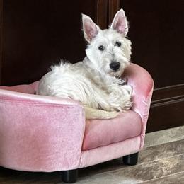 Scottish Terriers from Shinnecock Scottish Terriers