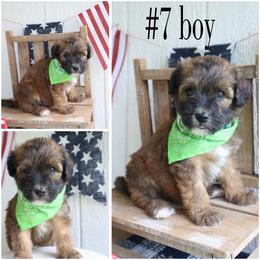 5 boy - Wheaten male Whoodle puppy in Smallett, Missouri from Leshas Whoodles