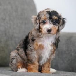 Sitka - Merle female Bernedoodle puppy in Dundee, Ohio from Down Home Doodle