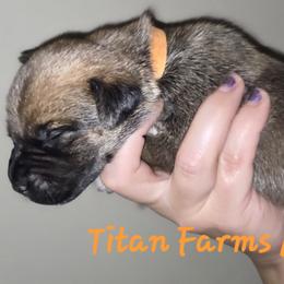 Boy 1 - male Cane Corso puppy in Yale, Michigan from Titan Farms