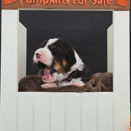 Eowyn(1950.00)(please check your spam if you are emailing us) - Black and tan female Pembroke Welsh Corgi puppy in Dickeyville, Wisconsin from J&R Shepherds & Corgis