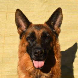 Shakira  - German Shepherd