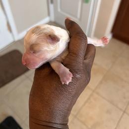 Blessing - Parti male Poodle puppy in Lancaster, South Carolina from Semone’s Poodles