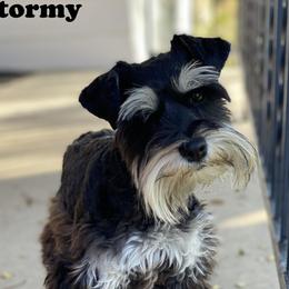 Stormy - Miniature Schnauzer
