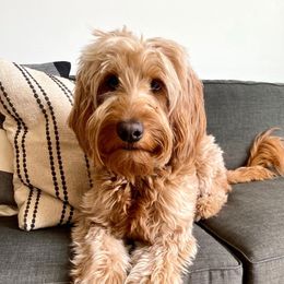 Hazel - Goldendoodle