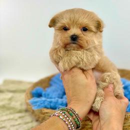 Tater Tot - Apricot male Maltipoo puppy in Melissa, Texas from Southern Love Cavapoos & Maltipoos
