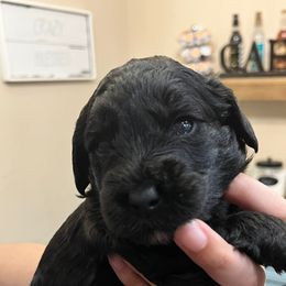 Cavapoo, Cockapoo, Goldendoodle, and Poodle Puppies from Clad Doodles