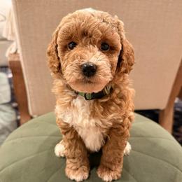 Theo - Red  male Goldendoodle puppy in Sacramento, California from GoldenDoodle Love