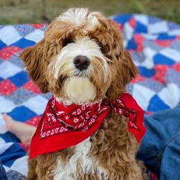 Australian Labradoodles from Davis Family Farms Australian Labradoodles