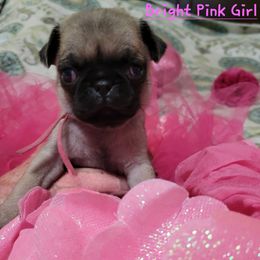 Girl 3 - Fawn female Pug puppy in Weirsdale, Florida from Splash of Color Pug's