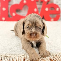 Winton - Merle male Australian Labradoodle puppy in Taylor, Michigan from Mi Best Doodle Ever, LLC