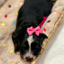 Dark pink - Black tri female Miniature Australian Shepherd puppy in 32046, Florida from River Hill Ranch