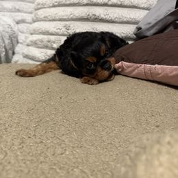 Cavalier King Charles Spaniel Puppies from Pretty Prairie Cavaliers