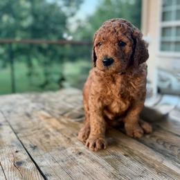 Boots (gray) - Red  male Goldendoodle puppy in Hutto, Texas from Crystal's Goldendoodles