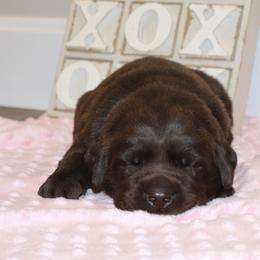 Faith - Chocolate female Labrador Retriever puppy in Camden, Indiana from Camden's Caring Canines
