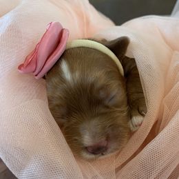 Cockapoo Puppies from ApplebyFarm