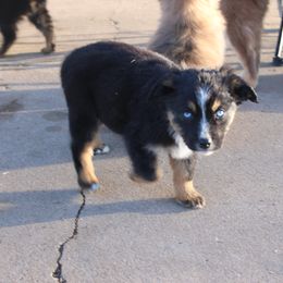 Australian Shepherd Puppies from REKN’ Kennel Aussies