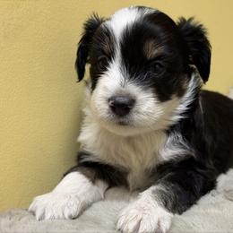 Wiles (Male 1) - Black tri-color male Aussiedoodle puppy in South Central, Pennsylvania from Windy Hills Mini Aussies & Doodles