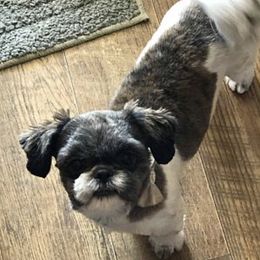 Shih Tzus from Everts Ranch ShihTzu’s