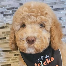 Oogie Boogie - Red male Labradoodle puppy in Phelan, California from Family Doodles