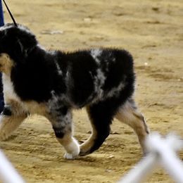 Miniature Australian Shepherd and Toy Australian Shepherd Puppies from Donna’s Toy & Mini Aussies