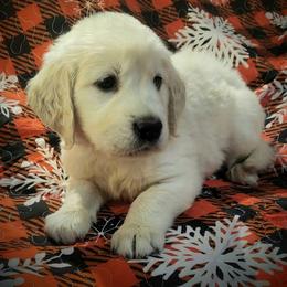 Frosty - Light golden male Golden Retriever puppy in Fithian, Illinois from LOMAH Retrievers
