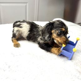 AKC Oreo - Dapple female Dachshund puppy in Laveen, Arizona from Acosta Kennels