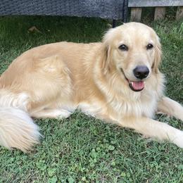 Ruby - Golden Retriever