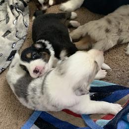 Australian Shepherd Puppies from Sunshine State Australian Shepherds