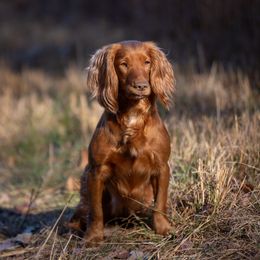 English Cocker Spaniel All Grown Up from SunSage Sporting Dogs
