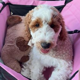 Muffin - Goldendoodle