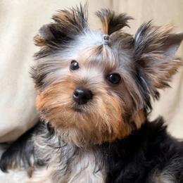 Lebowski - Blue and gold male Yorkshire Terrier puppy in Daggett, Michigan from Hetzel’s Enchanted Yorkies (Michigan)