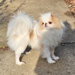 Knoxville - Japanese Chin