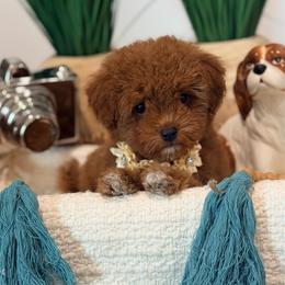 Jean - Red female Cavapoo puppy in Apple Valley, California from Fletcher Fuzzy Friends