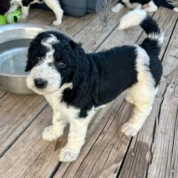 Navy blue collar - Black and white male Bernedoodle puppy in Marlow, Oklahoma from Crider’s Critters