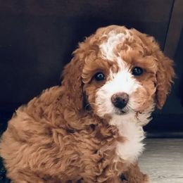 Goldendoodles and Poodles from Crane Train Poodles & Doodles