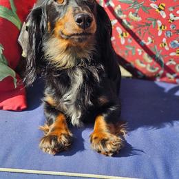 Jelly - Dachshund