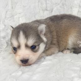 Helena - Blue female Pomsky puppy in Sheffield, Iowa from Clover Ridge Pomskies
