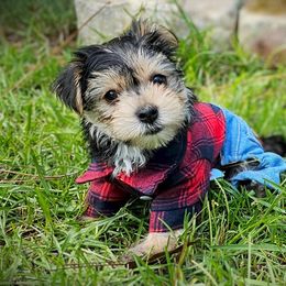 Maltese, Morkie, and Yorkshire Terrier Puppies from Fluff Town Puppies, LLC