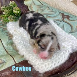 Cowboy - Blue merle male Miniature Australian Shepherd puppy in El Dorado Springs, Missouri from OR Aussies