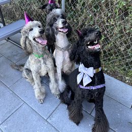 Poodle All Grown Up from Creek Side Kennels