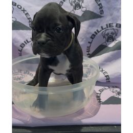 Girl 1 - female Boxer puppy in Taft, Tennessee from Hillbillie Boxers