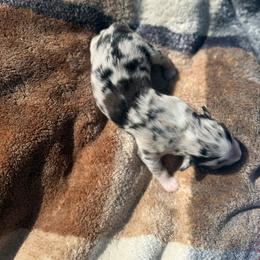Jyn - Blue merle female Australian Shepherd puppy in Yelm, Washington from Country Rose Australian Shepherds