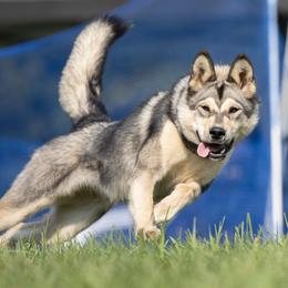 Anatolian Shepherd Dogs, Mastiffs, and Tamaskans from Feather’s Glen Anatolians