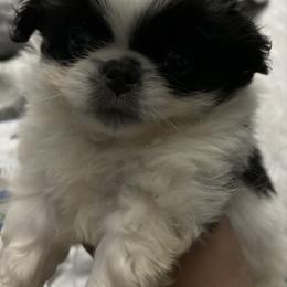 Boy 1 - White and black male Japanese Chin puppy in Connecticut from Lissette's pups chins and bullies